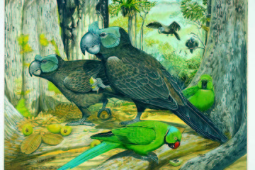 Cranky Parrots? Weird Island Animals Described in Long-Lost Report