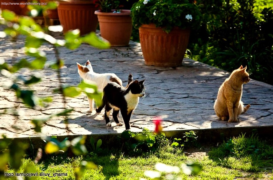 Monastery Cats