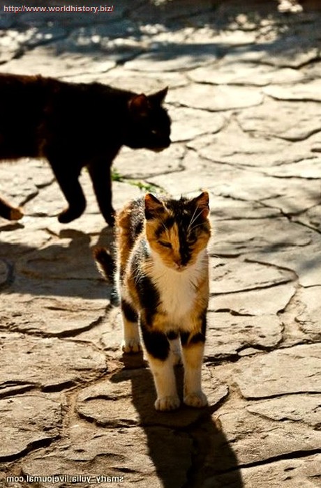Monastery Cats