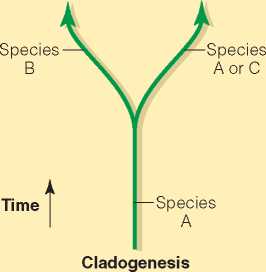 Macroevolution and the Process of Speciation