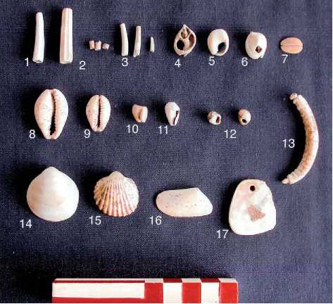 Mollusks as Ornaments, Artifacts, and Shell Money