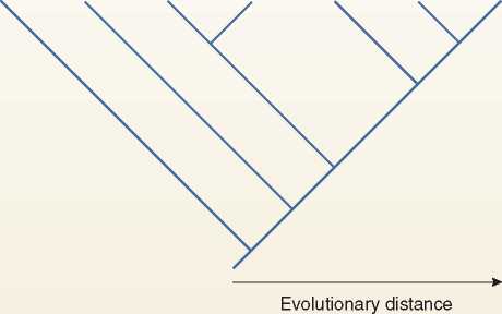 Phylogenetics: Reconstructing Evolutionary History